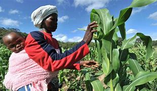 Land Resettlement In Post-Colonial Zimbabwe:A Look Into The Government Land Resettlement Approaches